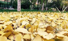 2020社交短视频与直播电商中国峰会5月即将在上海召开